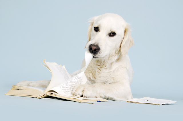 white dog eating book pages
