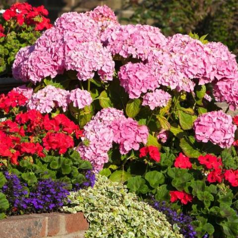 Mix of annuals and perennials in a garden